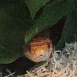 Meet your Posher, Draco